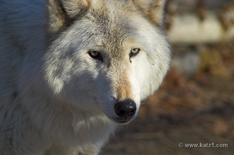 Arctic Wolf 013
